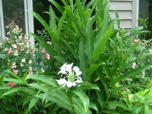 BUTTERFLY GINGER