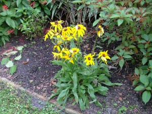 BLACK EYED SUSAN