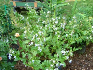 BLUE BUTTERFLY BUSH