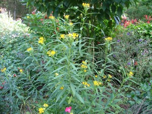BUTTERFLY WEED
