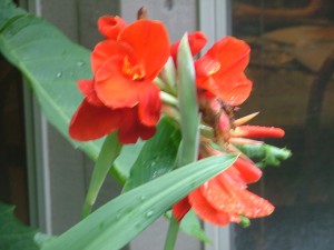 CANNA LILY RED