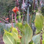 CANNA LILY TIGER