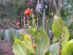 CANNA LILY TIGER