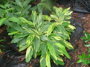 GINGER LILY, ALPINIA