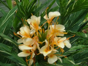 GINGER LILY- TAHITIAN FLAME