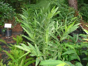 ALPINIA GINGER LILY