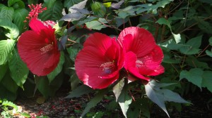 NATIVE SAUCER HIBISCUS