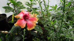 PARTY HIBISCUS