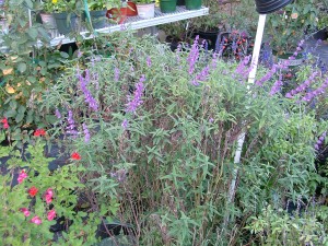 MEXICAN SAGE