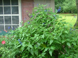 BLACK AND BLUE SALVIA