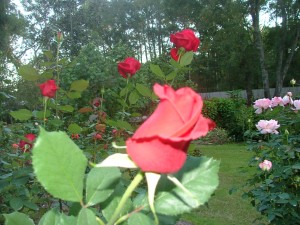 RED PRIZE