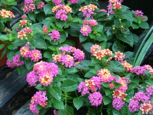 BUSH LANTANA