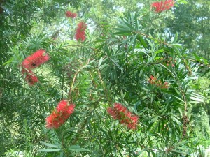 RED BOTTLE BRUSH