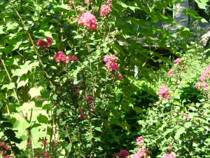 PINK CREPE MYRTLE